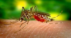 Dengue, malaria cases emerging amidst the COVID-19 threat