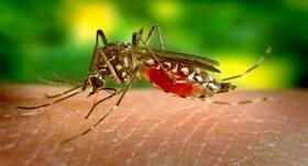 Dengue, malaria cases emerging amidst the COVID-19 threat