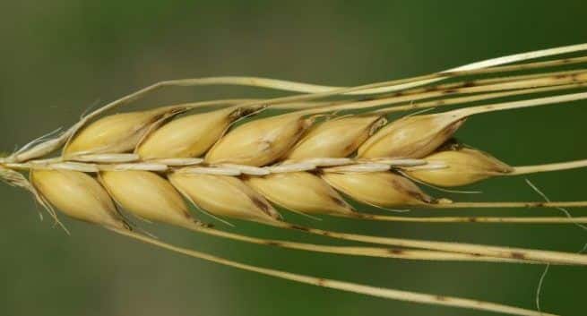 Barley - Barley water - cereal grain - health benefits of ...