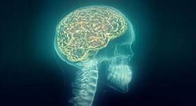 Knowing different languages is good for brain's cognitive development