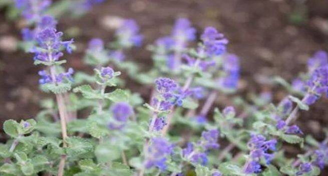 mosquito repellent plants, anti mosquito plant, home remedies for anti mosquito, tips to avoid malaria,Tips to avoid dengue,