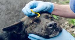 Dog owners more likely to get COVID-19 infection: What can you do?