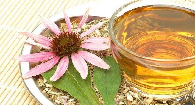Echinacea tea