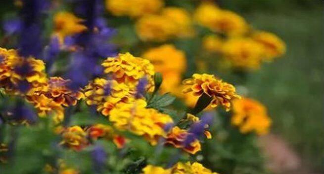 mosquito repellent plants, anti mosquito plant, home remedies for anti mosquito, tips to avoid malaria,Tips to avoid dengue, 