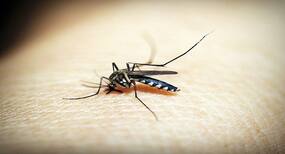 Malaria in kids: Symptoms you should look out for
