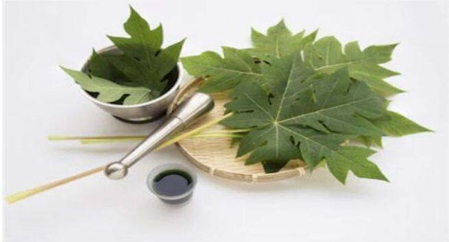 papaya-leaves