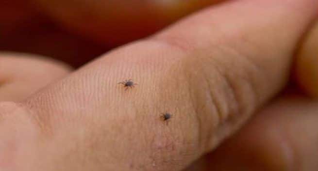 Tips to avoid congo fever, what is congo fever, congo fever symptoms, congo fever treatment, Crimean–Congo hemorrhagic fever.
