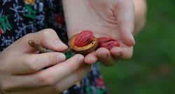 बैली फैट बर्न करने के लिए डाइट में शामिल करें ये 5 ड्राई फ्रूट