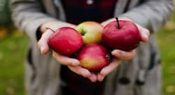 Three apples a day will keep the doctor away