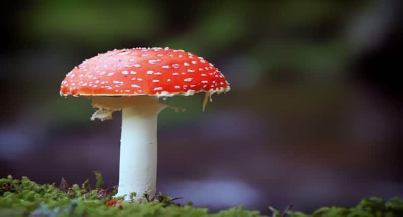 कैल्शियम की कमी होने पर खाएं ये कैल्शियम रिच फूड, बनेंगी हड्डियां मजबूत
