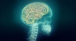 Anxiety disorders linked to evolutionary changes in human brain