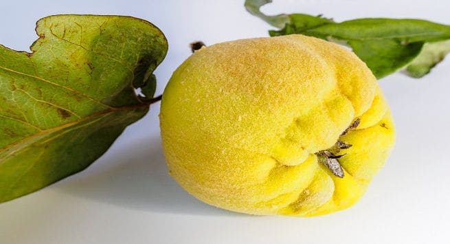 quince fruit in hindi