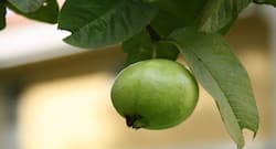 Guava Benefits : सर्दियों में खूब खाएं अमरूद और पाएं ये सेहत लाभ