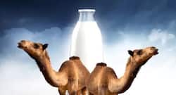 Top 5 health benefits of drinking camel milk