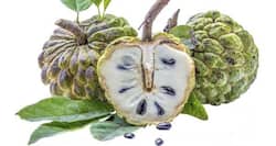 Custard Apple: क्या डायबिटीज़ में सीताफल खाना चाहिए ?