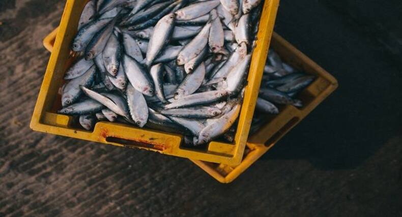 Green tea, fish can help you score high in an exam