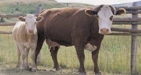 Cattle vaccine can halve E. coli levels