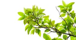 World Diabetes Day: डायबिटीज़ के मरीज़ों के लिए फायदेमंद है इन 4 पत्तियों का रस, सुबह खाली पेट ज़रूर पीएं