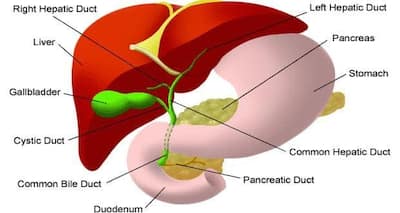 Gallstones - causes, symptoms, diagnosis and treatment | TheHealthSite.com