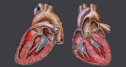 Lifestyle Changes To Boost Diastolic Blood Pressure: Tips For A Healthier Heart