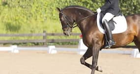An hour of horse riding burns up to 650 calories!