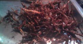 As the world population increases, eating insects could soon become mainstream