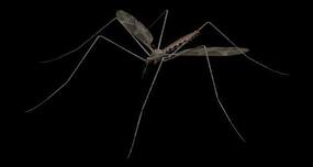Dangerous new breed of mosquitoes discovered