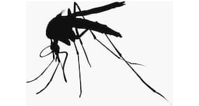 Scientists figure out the protein code of deadly malarial parasite