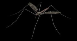 West Bengal Dengue Update: 313 cases so far