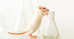 In vain - all those experiments on mice!