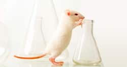 Probiotic therapy relieves autism symptoms in mice