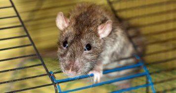 How naked mole rats plant-like behaviour to avoid 
