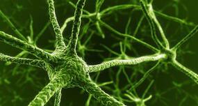 Could specific cells be converted into neurons?