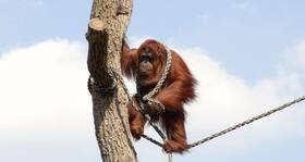 Humans mimic apes while climbing and jumping
