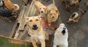 Top 10 facts about rabies you didn't know