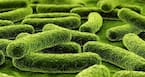 Drug-resistant tuberculosis - why you should be worried