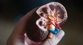 किडनी की सफाई के साथ पथरी और Kidney Diseases से बचाते हैं ये फूड