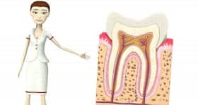 Understanding the structure of your teeth
