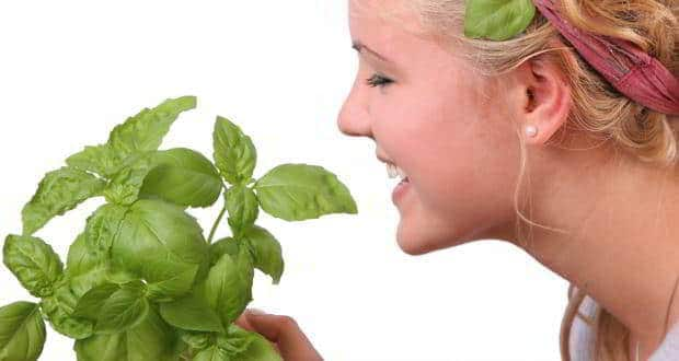 4 ways tulsi or basil can help enhance your beauty TheHealthSite