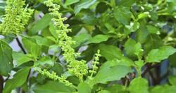 तुलसी दिलाएगी साइनसाइटिस से छुटकारा