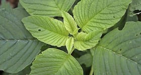 Top 10 reasons to eat amaranth leaves or cholai