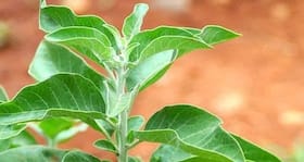 Ashwagandha: A powerful memory booster
