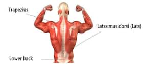 Get a sculpted back with weight training