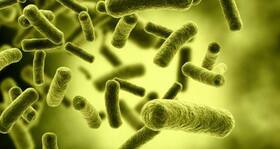 Thank bacteria in your body for your well-being