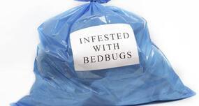 Bed bugs can survive freezing temperatures
