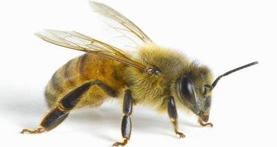 Apitherapy -- could therapy based on bee venom sting conventional ...