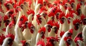 Bihar send bird flu SOS to centre