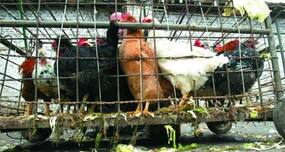 Meghalaya on bird flu alert: Dead poultry tests positive