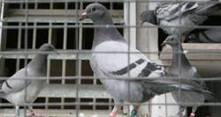 Don't worry bird flu strain, unlikely to affect humans - yet!