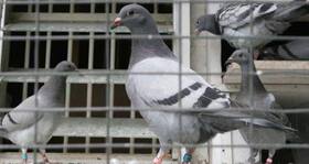 China bird flu H7N9: Should you be worried? China bird flu H7N9: Should you be worried?